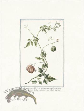 Bonelli 668 faux persil